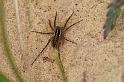 Pardosa_monticola_D3024_Z_85_NP De Hoge Veluwe_Nederland